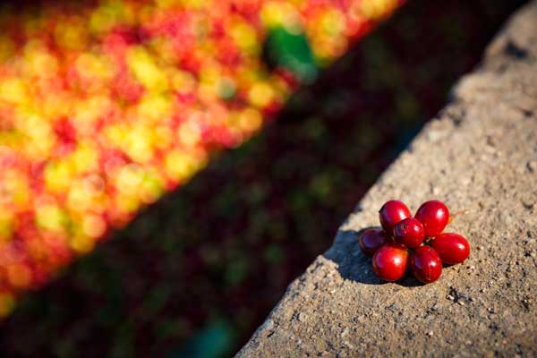Café Joyeux : la récolte (picking) pour sélectionner les cerises mûres qui nécéssittent 4 à 8 passages par caféier