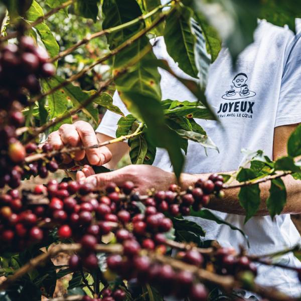 Café Joyeux : picking des cerises de café