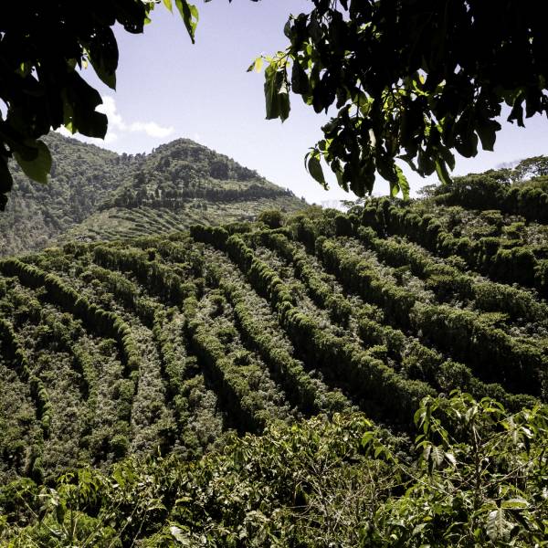 Café Joyeux : les plantations de café