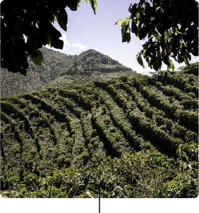 Café Joyeux : les plantations joyeuses de café en faveur du handicap et de l'inclusion