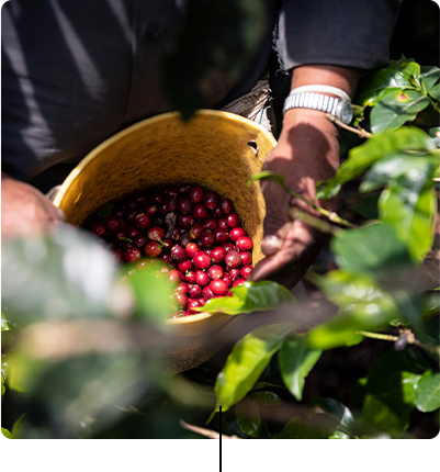 Café Joyeux: picking coffee cherries for disability and inclusion