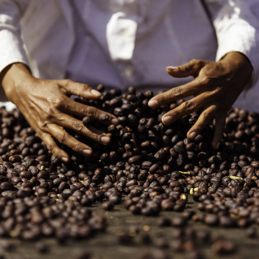 Onze koffie wordt in Frankrijk gebrand en verpakt door een Meilleur Ouvrier de France.